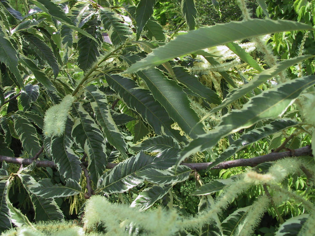 Castanea sativa Albomarginata - Blatt 1.jpg